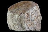 Polished Dinosaur Bone (Gembone) Section - Colorado #72963-2